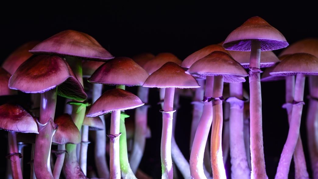 Do Psychedelic Mushrooms Improve Cognitive Function?